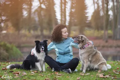 Ultra-Vet Szkolenie Psów